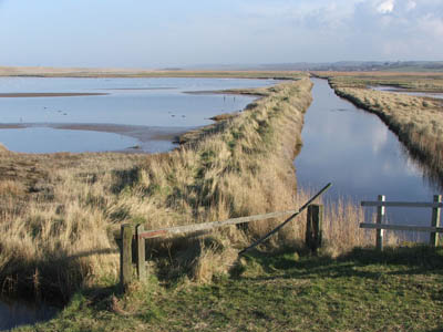 Reed beds at Cley