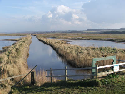 Reed beds at Cley