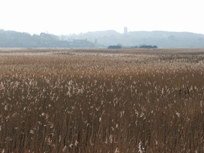 Reed beds at Cley