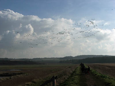 Geese at Cley