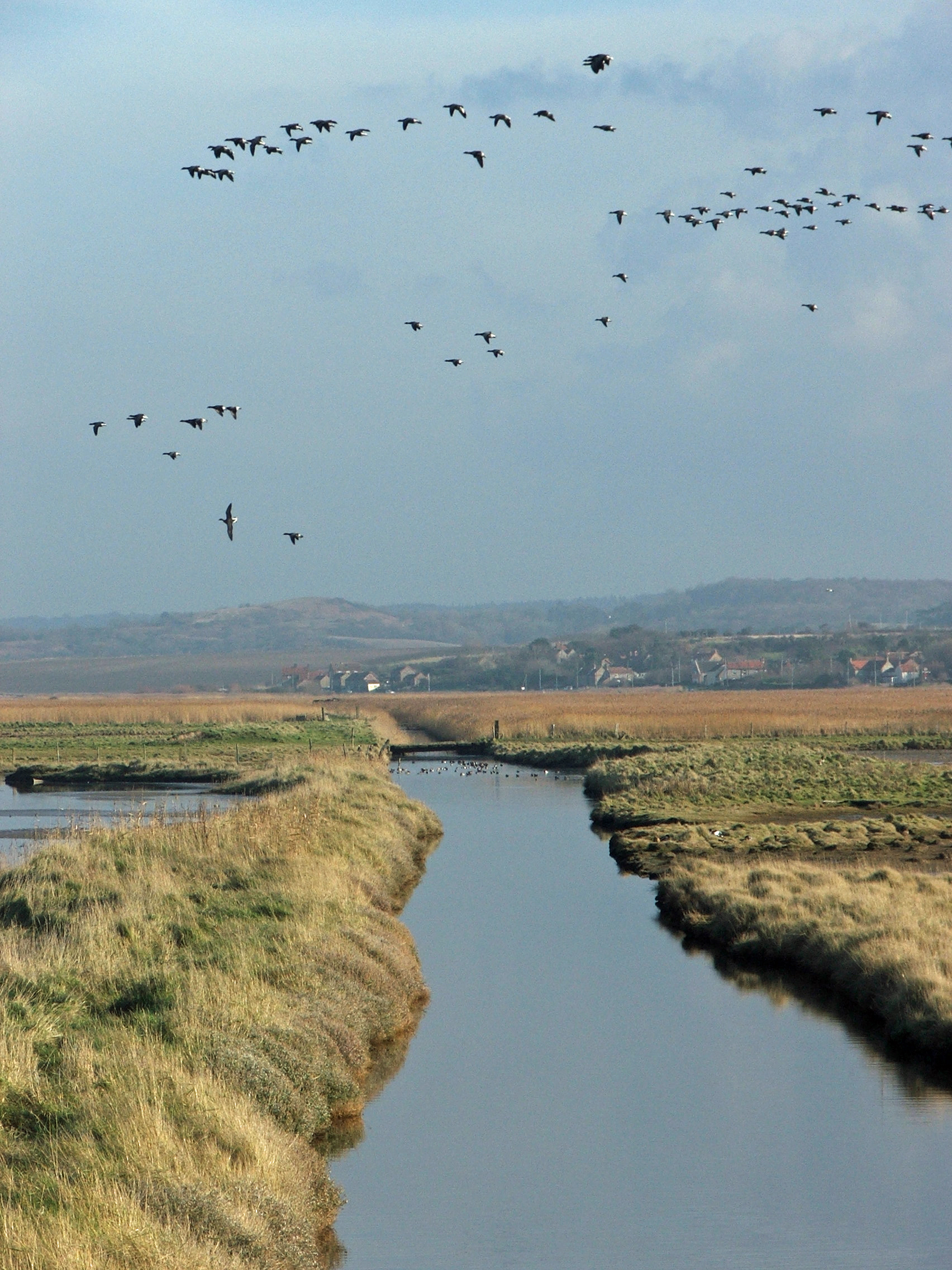 Geese at Cley